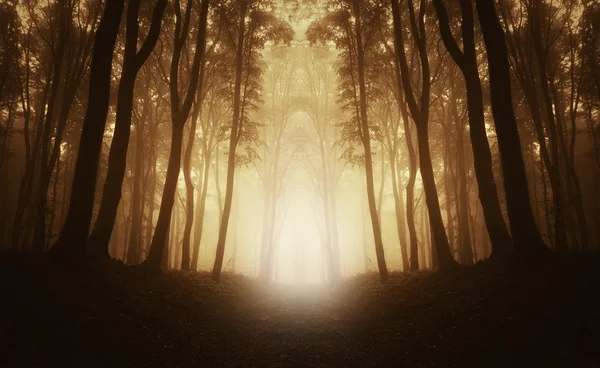 Gouden licht in donkere bos — Stockfoto