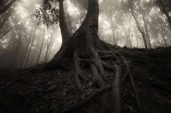 Floresta nebulosa escura — Fotografia de Stock