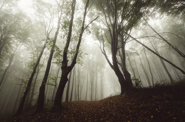 Sötét, ködös erdő — Stock Fotó