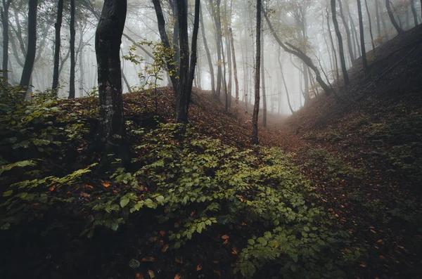 Temný strašidelný zamlžených lesních — Stock fotografie