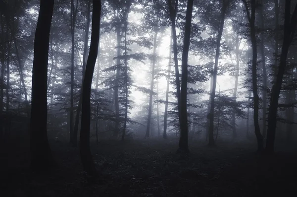 Forêt brumeuse sombre et effrayante Images De Stock Libres De Droits