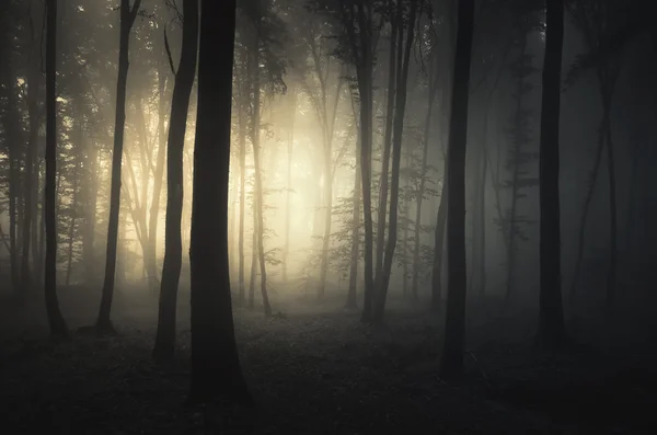 黑暗幽灵般的雾气弥漫的森林 图库图片