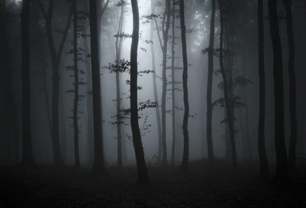Sombre forêt effrayante Images De Stock Libres De Droits