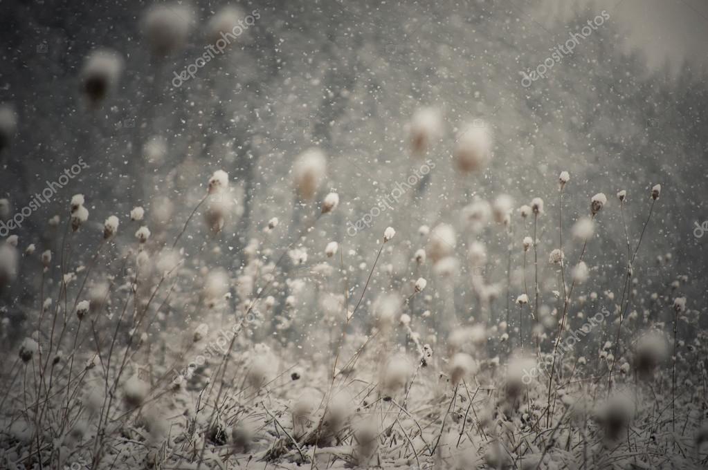 крупные хлопья снега. хлопья снега. снег снежинки. белые хлопья снега. перистые хлопья снега.