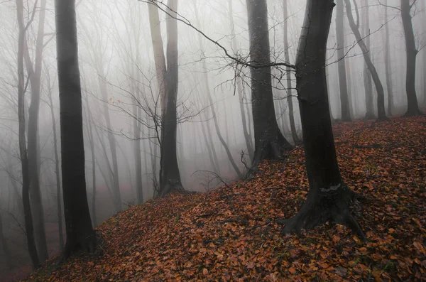 Spooky dark forest — Stock Photo, Image