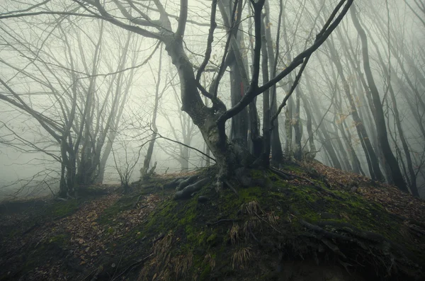 Kísérteties sötét erdő — Stock Fotó