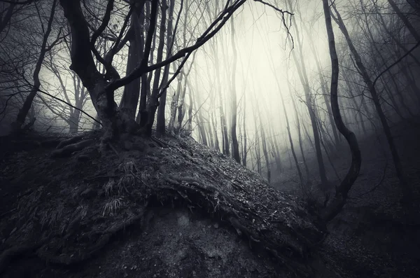 Espeluznante bosque oscuro — Foto de Stock