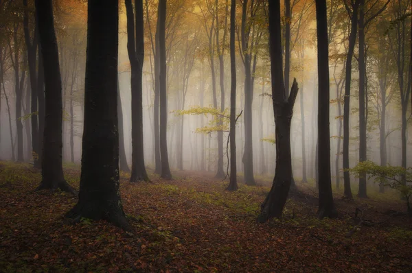 Forêt sombre effrayante — Photo
