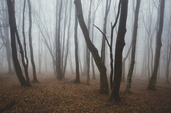 Foresta oscura spettrale — Foto Stock