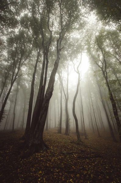 Жуткий тёмный лес — стоковое фото