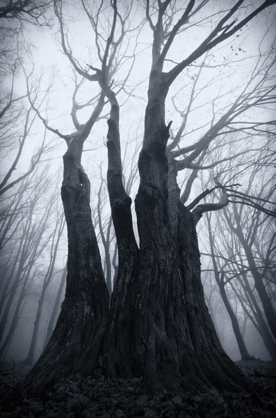 Oscuro espeluznante bosque brumoso — Foto de Stock