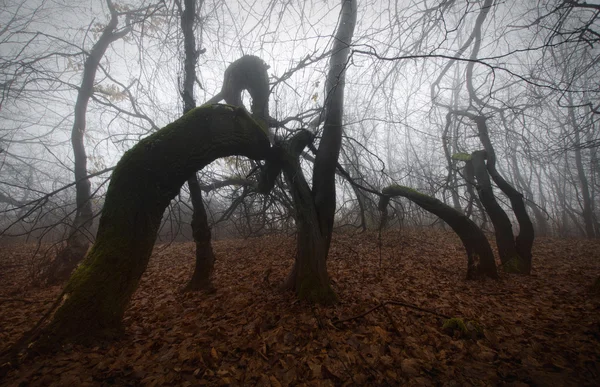 Oscuro espeluznante bosque brumoso — Foto de Stock