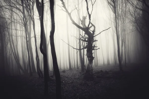 Dark spooky misty forest — Stock Photo, Image