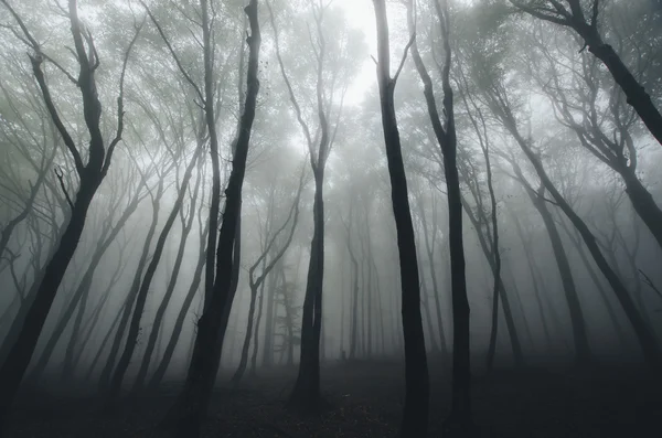 Forêt brumeuse sombre et effrayante — Photo