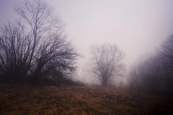 Dunkler, gespenstisch nebliger Wald — Stockfoto