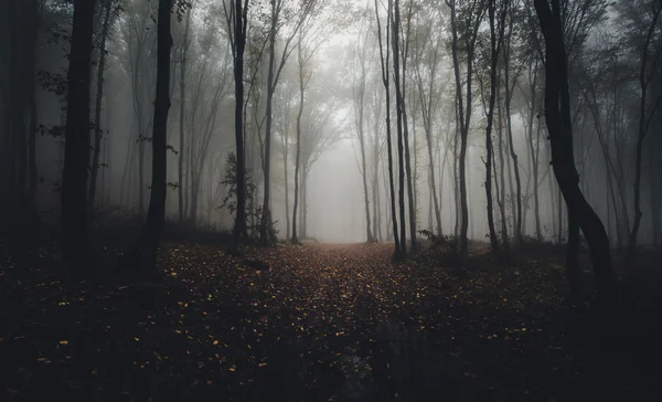 Alberi nella foresta oscura fantasia con nebbia — Foto Stock