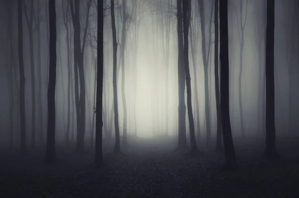 Alberi nella foresta oscura fantasia con nebbia — Foto Stock