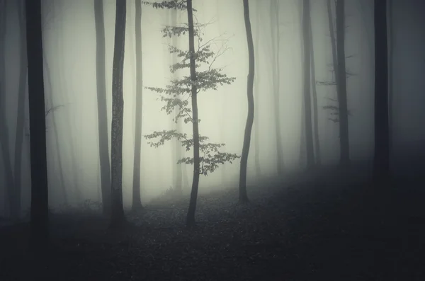 Arbres dans la forêt sombre de fantaisie avec brouillard — Photo