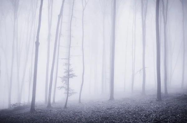 Bäume im dunklen Fantasiewald mit Nebel — Stockfoto