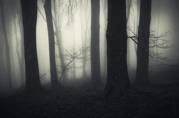 Sis ile karanlık fantezi ormandaki ağaçlar — Stok fotoğraf