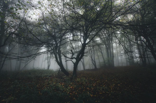 Trees in dark fantasy forest with fog — Stock Photo, Image