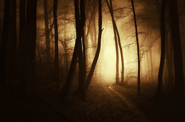 Luz dourada na floresta escura — Fotografia de Stock