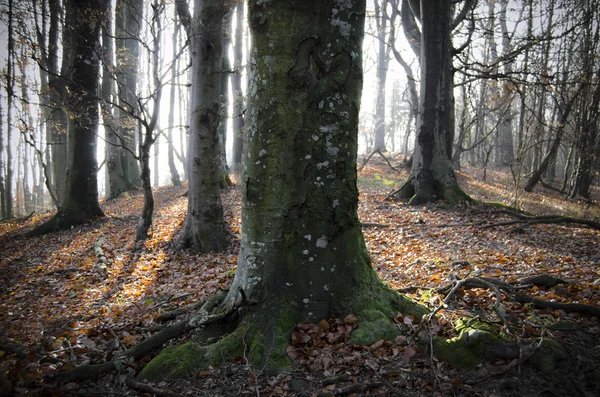 Forêt avec des feuilles sur le sol — Photo