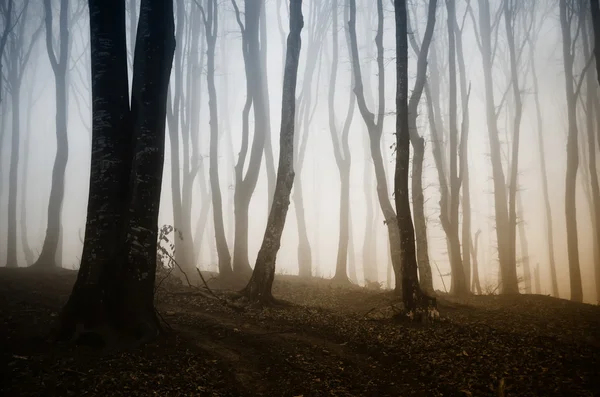 Dunkler, gespenstisch nebliger Wald — Stockfoto