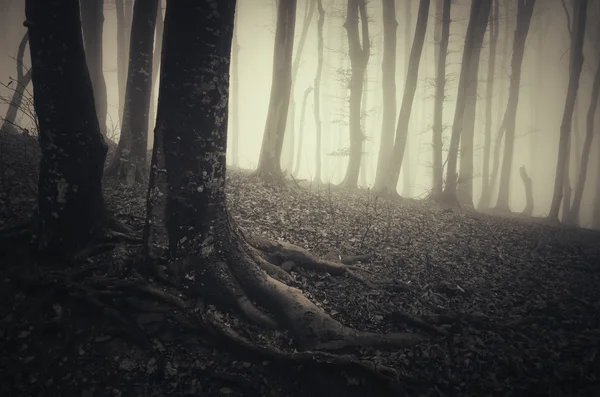 Oscura foresta nebbiosa spettrale — Foto Stock