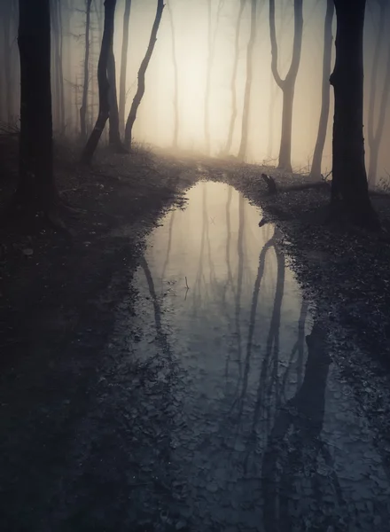 Lago escuro na floresta assustadora — Fotografia de Stock