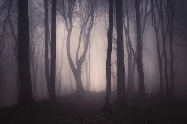 Mörk spooky dimmig skog — Stockfoto