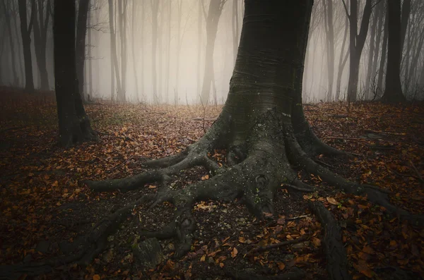 Oscuro espeluznante bosque brumoso — Foto de Stock