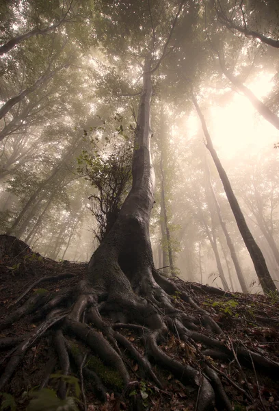 Vecchie radici di albero in una foresta — Foto Stock