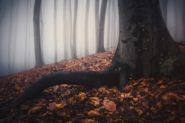 Dark misty spooky forest — Stock Photo, Image