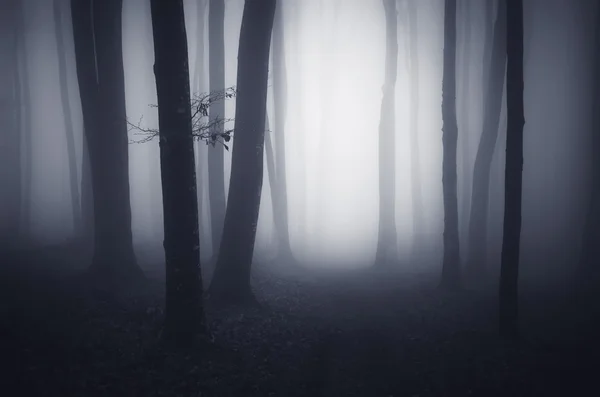 Griezelig donker bos met bomen — Stockfoto