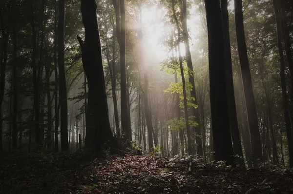 Mörk spooky dimmig skog — Stockfoto