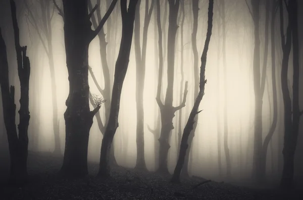 Forêt sombre effrayante avec des arbres — Photo