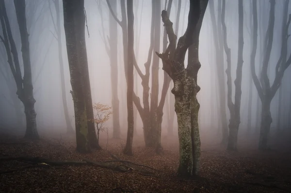 阴森黑暗的森林与树木 — 图库照片