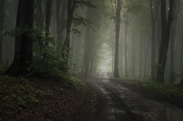 Strada attraverso alberi paesaggio — Foto Stock