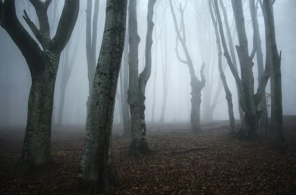 Floresta escura assustadora com árvores — Fotografia de Stock