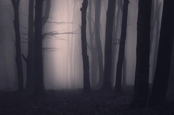 Griezelig donker bos met bomen — Stockfoto