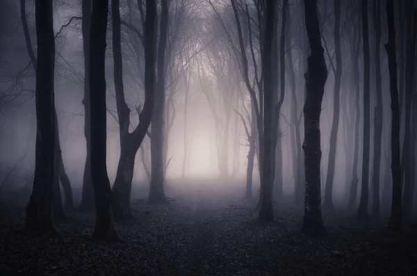 Gespenstisch dunkler Wald mit Bäumen — Stockfoto