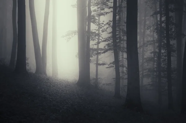 Dark misty spooky forest — Stock Photo, Image