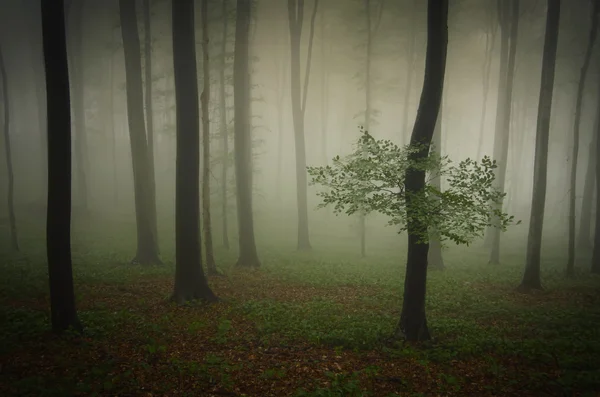 Donker mistige spooky bos — Stockfoto