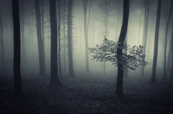 Forêt sombre et brumeuse — Photo