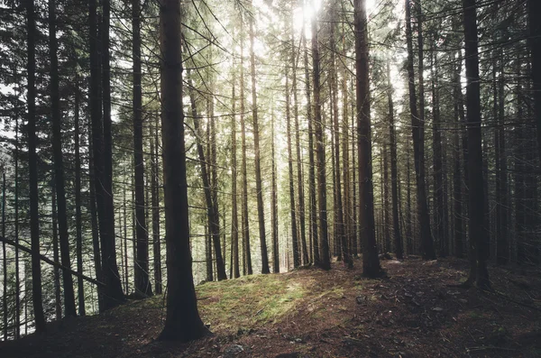 Forêt sombre et brumeuse — Photo