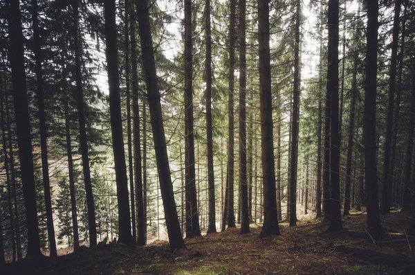 Forêt sombre et brumeuse — Photo