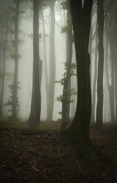 Spooky skog med träd — Stockfoto