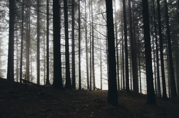 Strašidelný Les se stromy — Stock fotografie