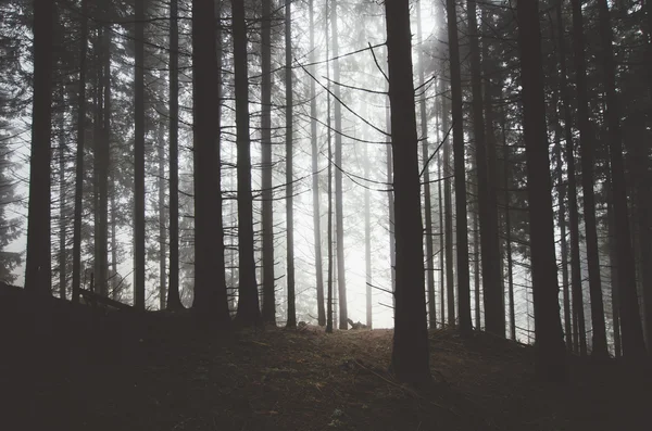 Forêt effrayante avec des arbres — Photo